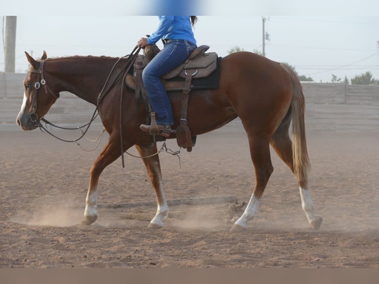 American Quarter Horse Stute 2 Jahre Dunkelfuchs in Amarillo