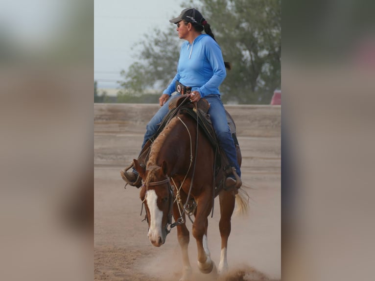 American Quarter Horse Stute 2 Jahre Dunkelfuchs in Amarillo
