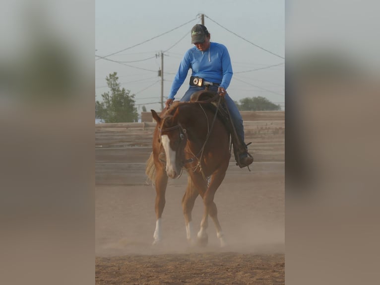 American Quarter Horse Stute 2 Jahre Dunkelfuchs in Amarillo