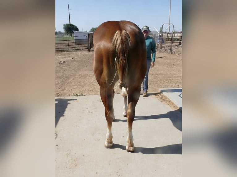 American Quarter Horse Stute 2 Jahre Dunkelfuchs in Amarillo