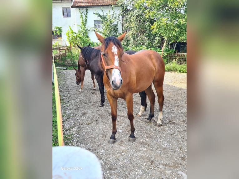 American Quarter Horse Stute 2 Jahre Dunkelfuchs in Perwang am Grabensee