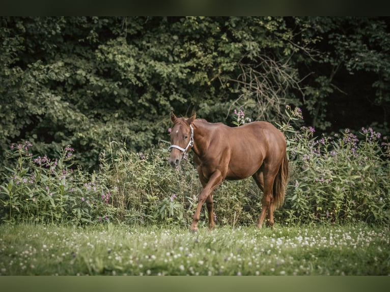 American Quarter Horse Stute 2 Jahre Dunkelfuchs in Lindlar