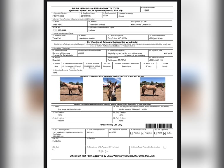 American Quarter Horse Stute 2 Jahre Falbe in Fort Collins American Quarter Horse Stute 2 Jahre Falbe in Fort Collins