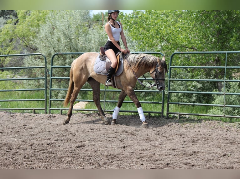 American Quarter Horse Stute 2 Jahre Falbe in Fort Collins American Quarter Horse Stute 2 Jahre Falbe in Fort Collins