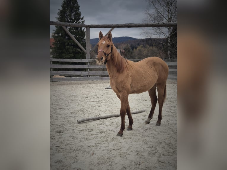 American Quarter Horse Stute 2 Jahre Falbe in Brenna