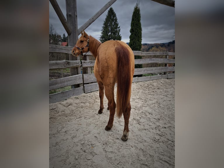 American Quarter Horse Stute 2 Jahre Falbe in Brenna