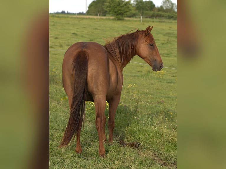 American Quarter Horse Stute 2 Jahre Fuchs in Biberach an der Ri&#xDF;