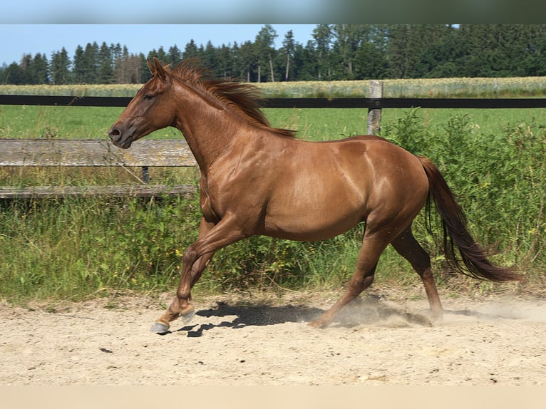 American Quarter Horse Stute 2 Jahre Fuchs in Biberach an der Ri&#xDF;