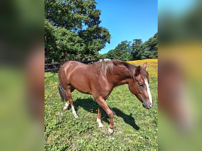 American Quarter Horse Stute 2 Jahre Fuchs in Allumiere