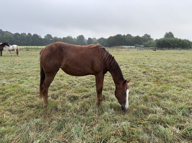 American Quarter Horse Stute 2 Jahre Fuchs in Hagen im BremischenHagen im Bremischen