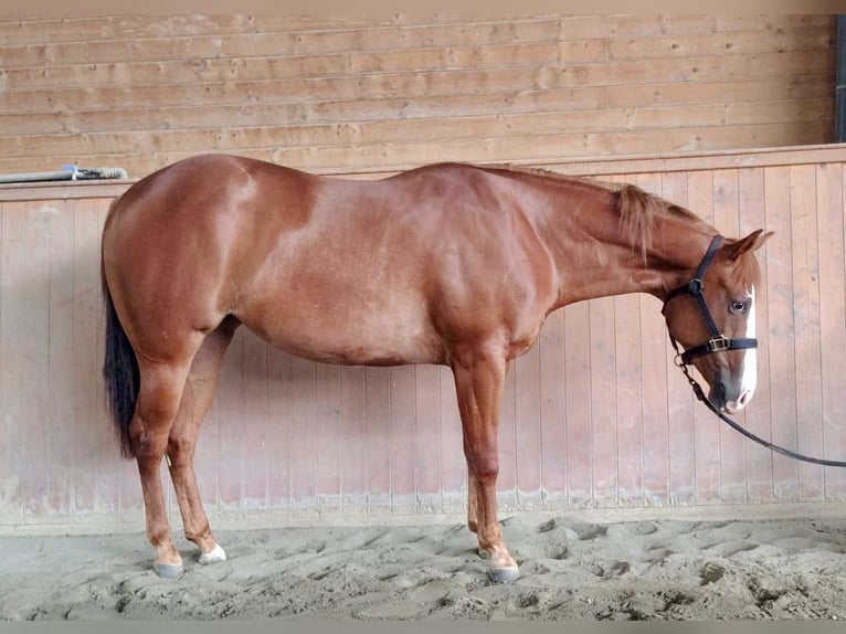 American Quarter Horse Stute 2 Jahre Fuchs in Pontoglio