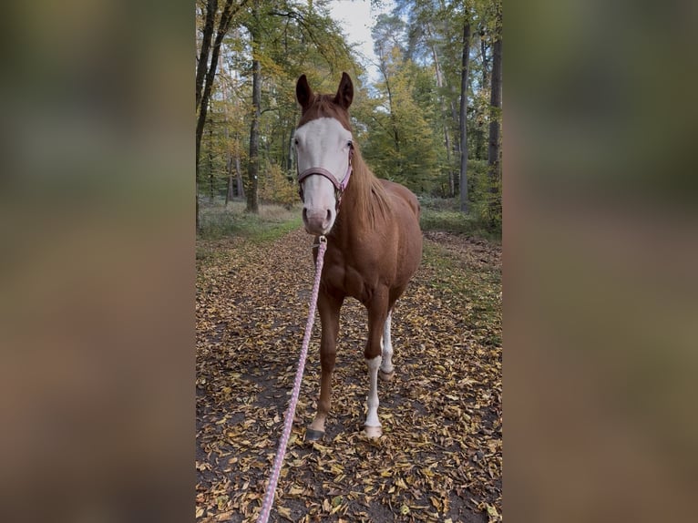 American Quarter Horse Stute 2 Jahre Fuchs in Nidderau