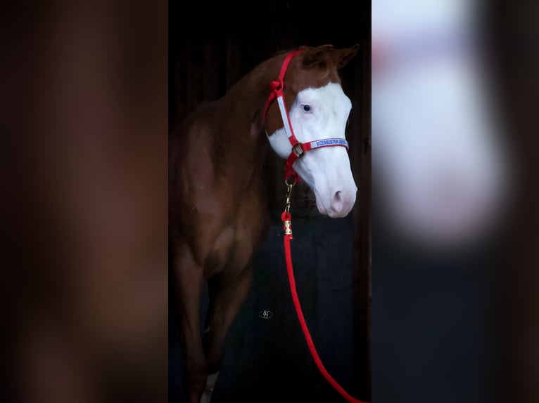 American Quarter Horse Stute 2 Jahre Fuchs in Nidderau