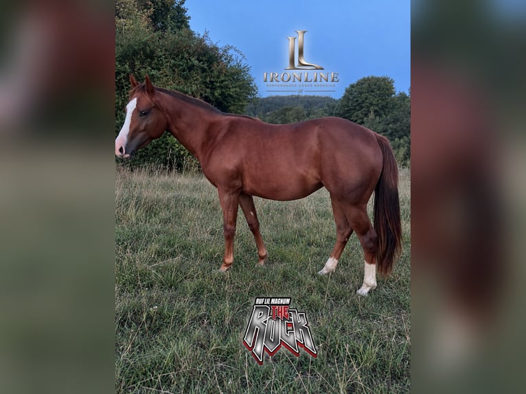 American Quarter Horse Stute 2 Jahre Fuchs in Walldürn