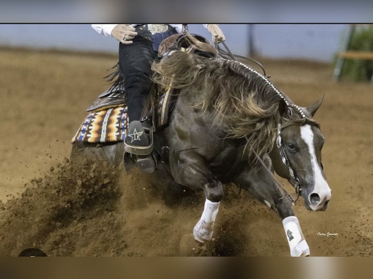 American Quarter Horse Stute 2 Jahre Fuchs in Rosa