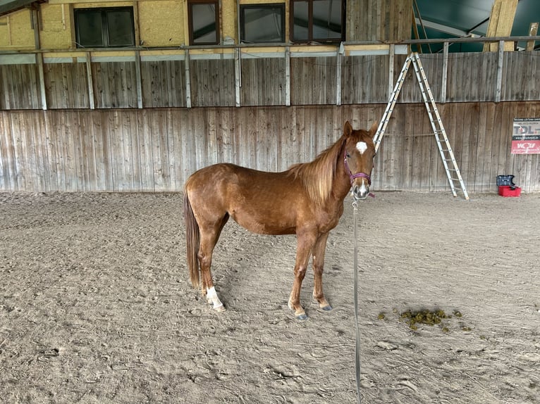 American Quarter Horse Stute 2 Jahre Fuchs in Rosa
