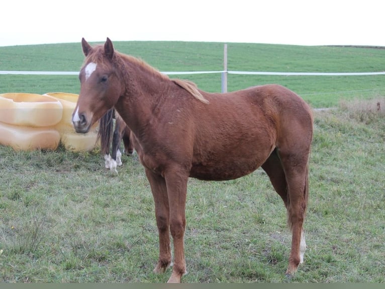 American Quarter Horse Stute 2 Jahre Fuchs in Rosa