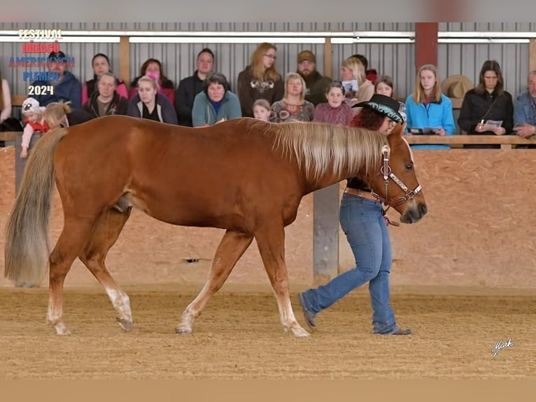 American Quarter Horse Stute 2 Jahre Fuchs in Kladruby