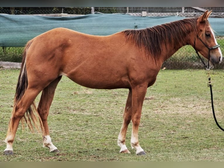 American Quarter Horse Stute 2 Jahre Fuchs in Kladruby