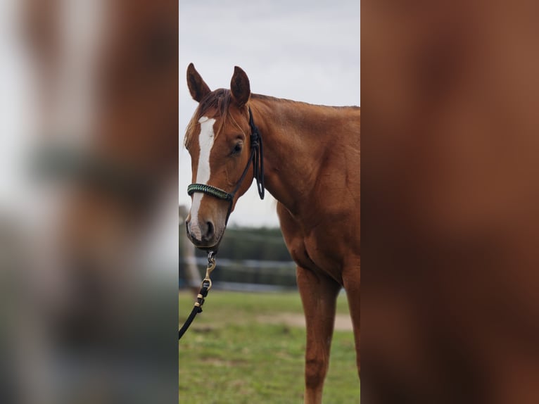 American Quarter Horse Stute 2 Jahre Fuchs in Kladruby