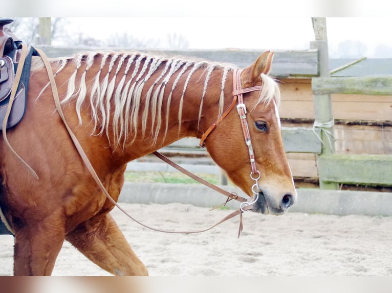 American Quarter Horse Stute 2 Jahre Fuchs in Kladruby