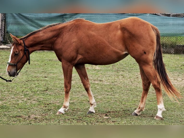 American Quarter Horse Stute 2 Jahre Fuchs in Kladruby