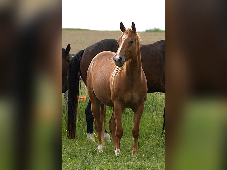 American Quarter Horse Stute 2 Jahre Fuchs in Biberach an der Ri&#xDF;