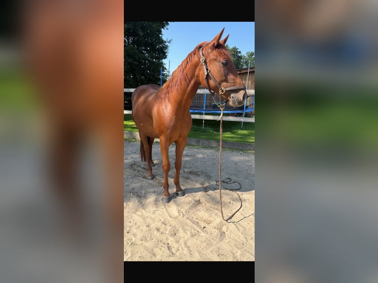American Quarter Horse Stute 2 Jahre Fuchs in WalsrodeWalsrode