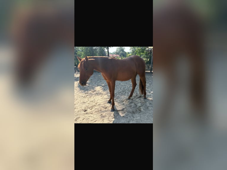 American Quarter Horse Stute 2 Jahre Fuchs in WalsrodeWalsrode