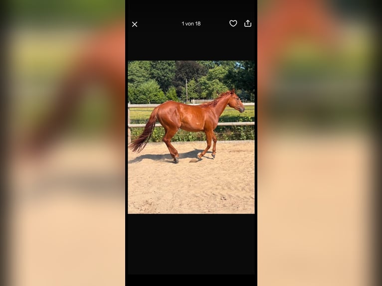 American Quarter Horse Stute 2 Jahre Fuchs in WalsrodeWalsrode