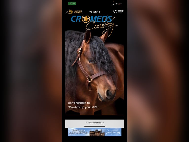 American Quarter Horse Stute 2 Jahre Fuchs in WalsrodeWalsrode