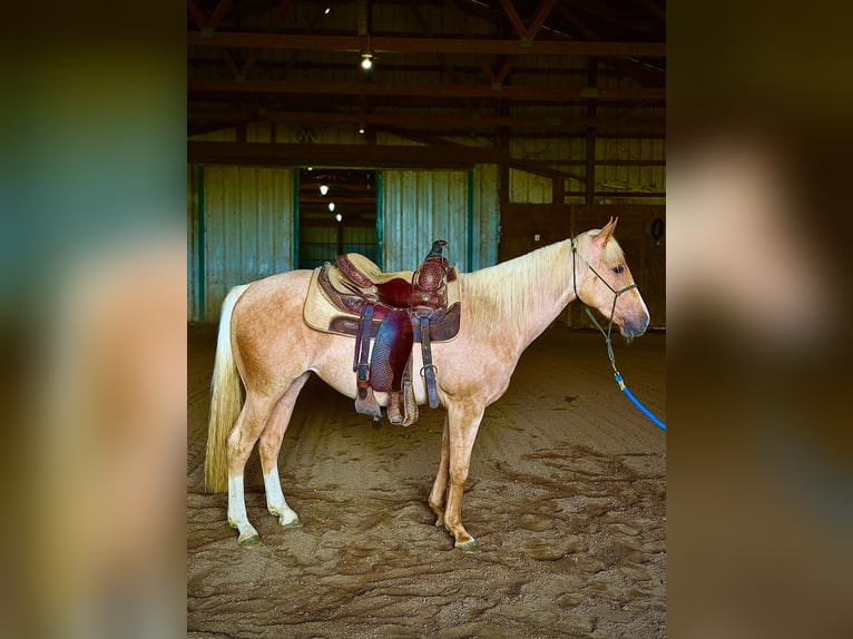 American Quarter Horse Stute 2 Jahre Palomino in West Mansfield