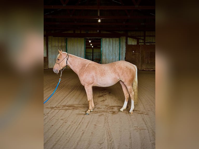 American Quarter Horse Stute 2 Jahre Palomino in West Mansfield