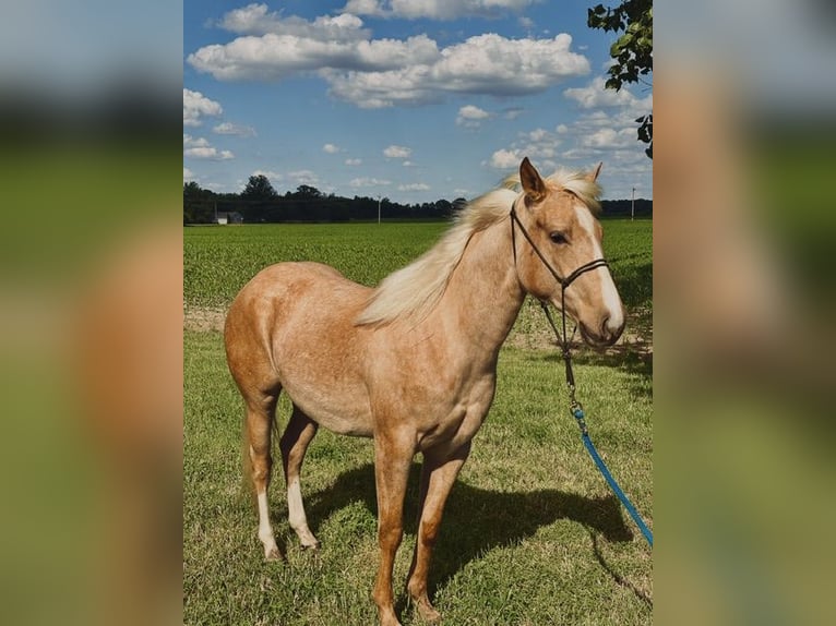 American Quarter Horse Stute 2 Jahre Palomino in West Mansfield