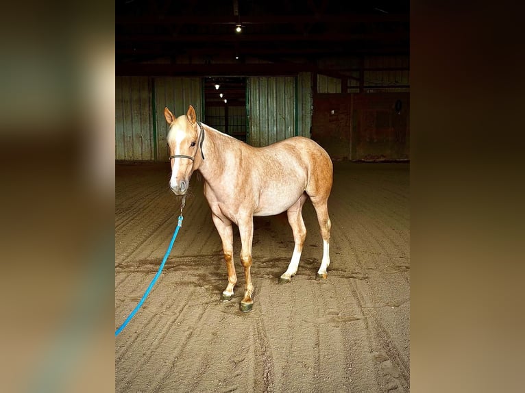 American Quarter Horse Stute 2 Jahre Palomino in West Mansfield