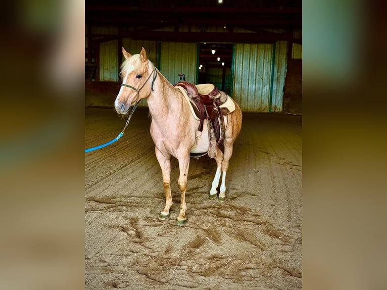 American Quarter Horse Stute 2 Jahre Palomino in West Mansfield