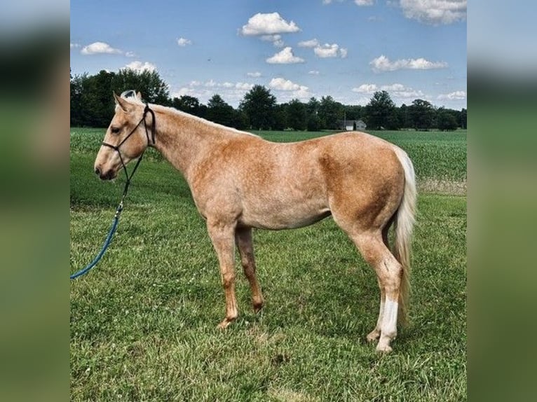 American Quarter Horse Stute 2 Jahre Palomino in West Mansfield