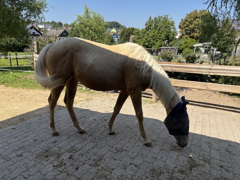 American Quarter Horse Stute 2 Jahre Palomino in Durmersheim