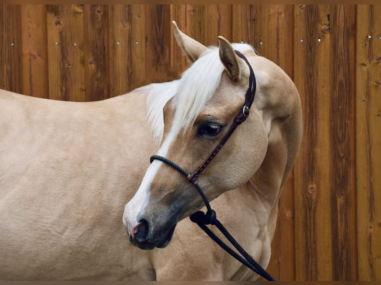 American Quarter Horse Stute 2 Jahre Palomino in Eschenbach in der Oberpfalz