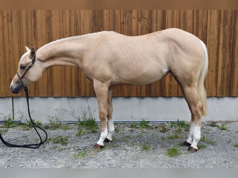 American Quarter Horse Stute 2 Jahre Palomino in Eschenbach in der Oberpfalz