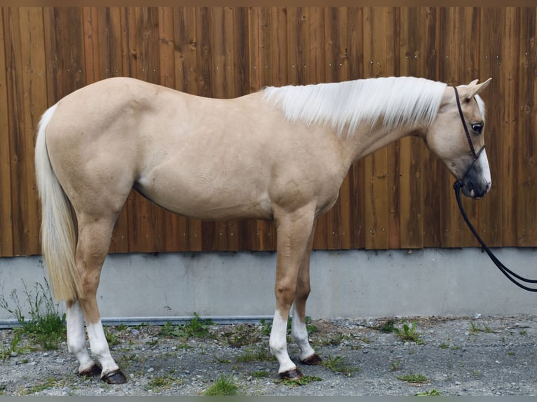 American Quarter Horse Stute 2 Jahre Palomino in Eschenbach in der Oberpfalz
