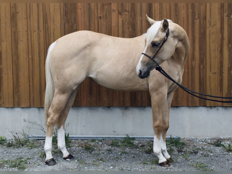 American Quarter Horse Stute 2 Jahre Palomino in Eschenbach in der Oberpfalz