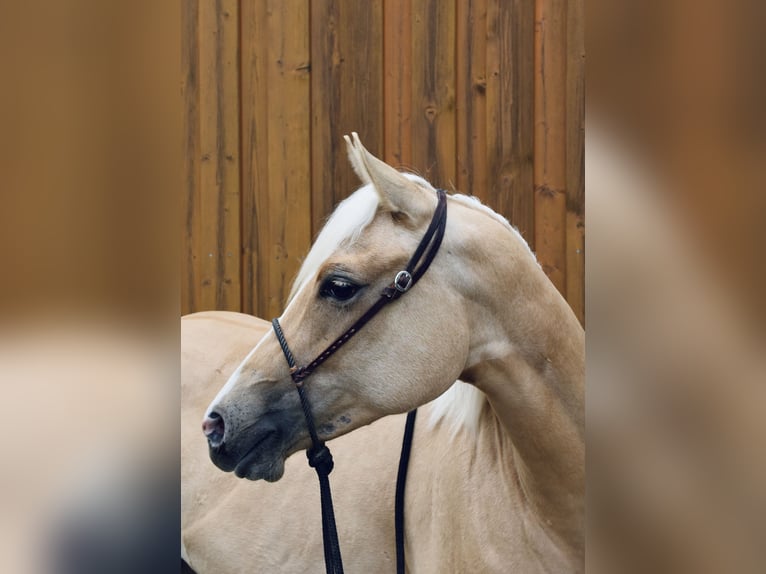 American Quarter Horse Stute 2 Jahre Palomino in Eschenbach in der Oberpfalz