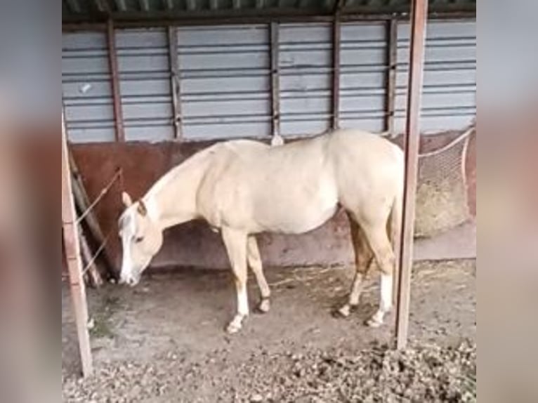 American Quarter Horse Stute 2 Jahre Palomino in Vogelwaarde