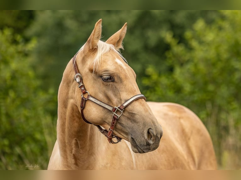 American Quarter Horse Stute 2 Jahre Palomino in Laubach