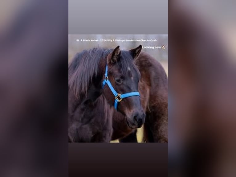 American Quarter Horse Stute 2 Jahre Rappe in Deggenhausertal