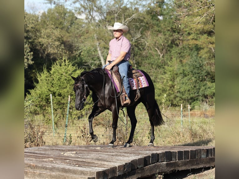 American Quarter Horse Stute 2 Jahre Rappe in Buffalo