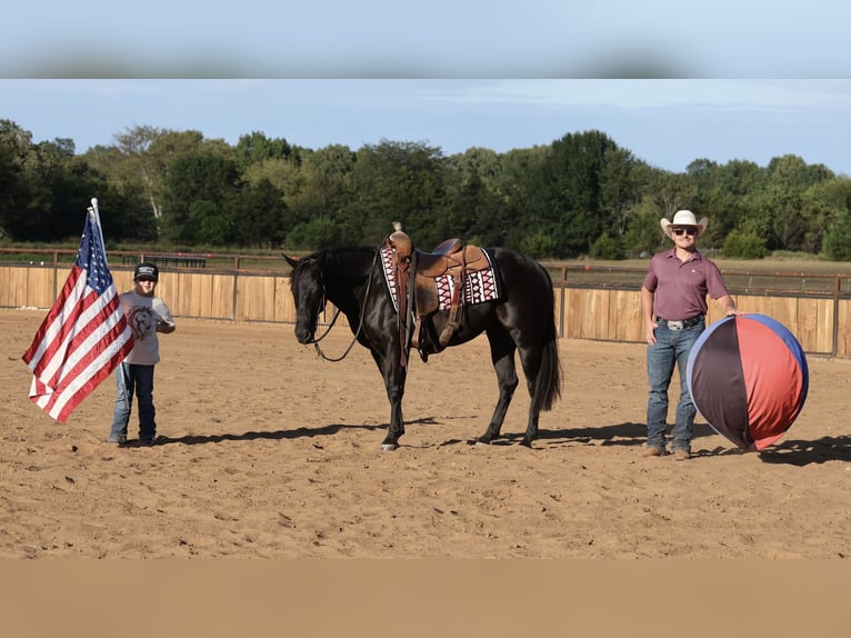 American Quarter Horse Stute 2 Jahre Rappe in Buffalo