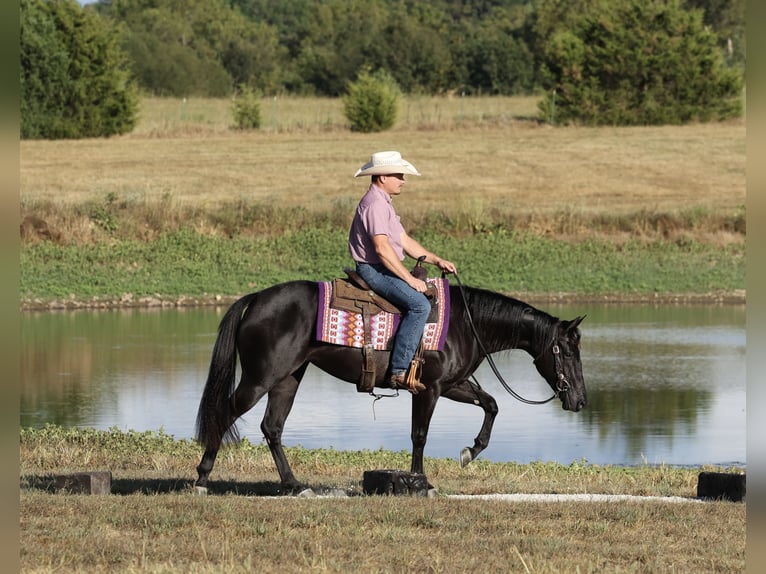 American Quarter Horse Stute 2 Jahre Rappe in Buffalo