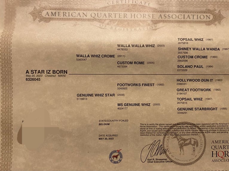 American Quarter Horse Stute 2 Jahre in Oud-Turnhout